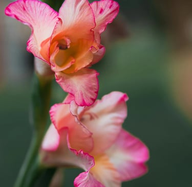 fleur de naissance aout