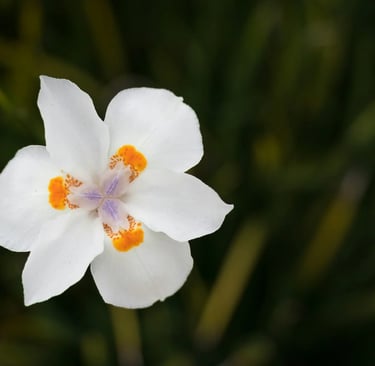fleur de naissance juillet