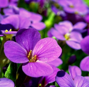 fleur de naissance fevrier