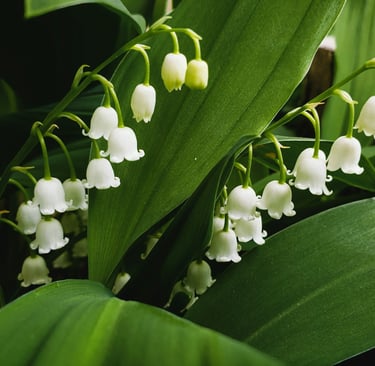 fleur de naissance mai