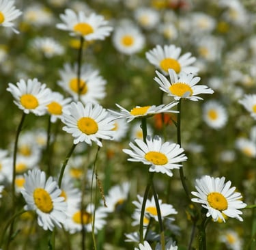 fleur de naissance avril