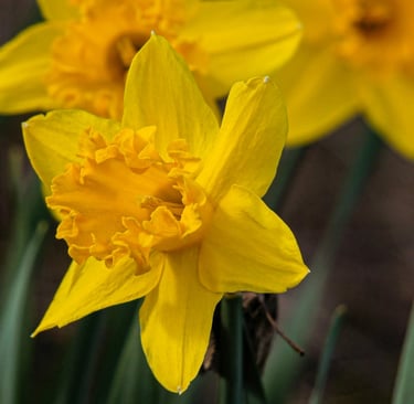 fleur de naissance mars