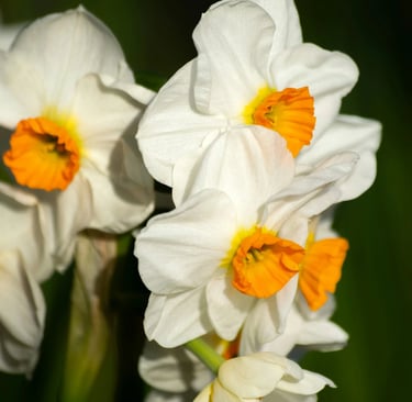 fleur de naissance décembre