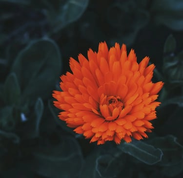 fleur de naissance novembre