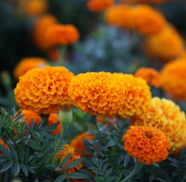 fleur de naissance octobre