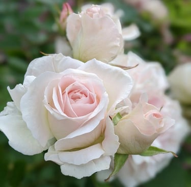 fleur de naissance juin