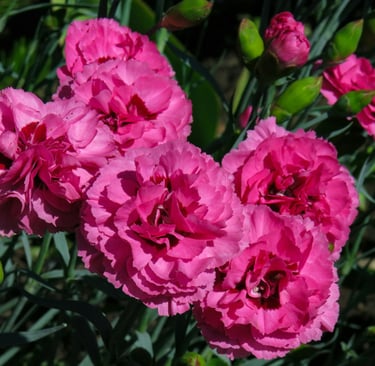 fleur de naissance janvier