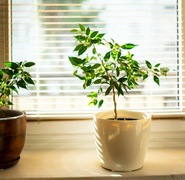 lumiere pour plantes