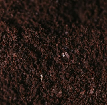 marc de café dans les plantes