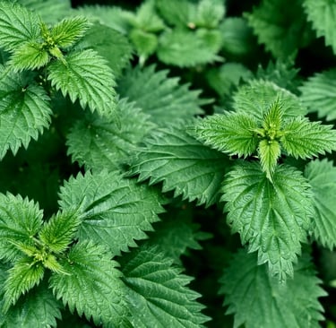 purin d'ortie utilisation