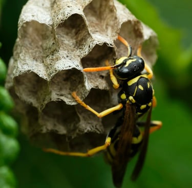 piege a guepe maison