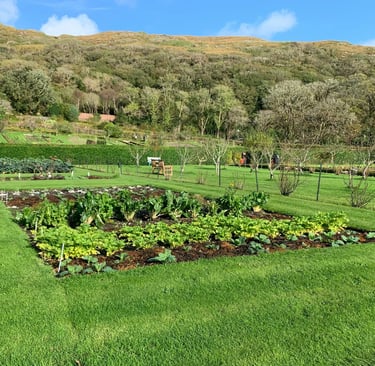 plantation potager au mois de mai