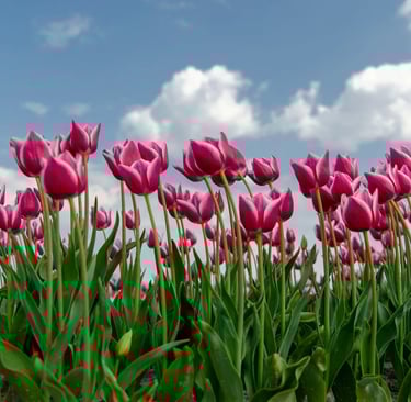 planter bulbe tulipe