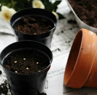 semis de tomates quand