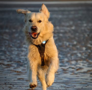 Foto van hond op strand