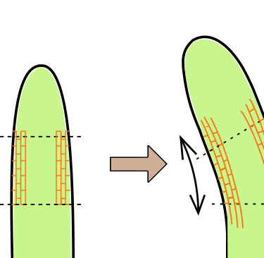 courbure de la tige entrainant le mouvement dû à une élongation asymétrique des cellules périphériqu