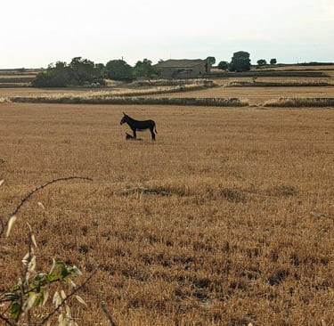 ragusa animali natura siccità cambiamenti climatici
