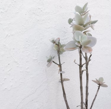 plantes, inspiration, beauté, poésie
