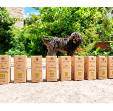 a dog standing in front of a row of boxes of organic essential oils
