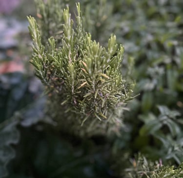 a rosemary plant with a green plant in the background