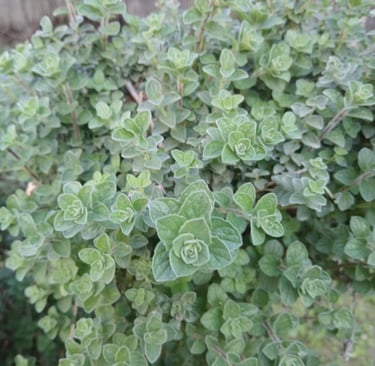 an oregano plant with green leaves and a red fire hydrant