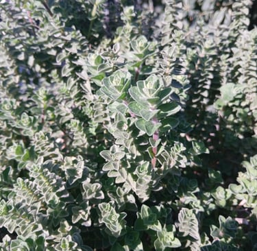 Organic Greek oregano plant 2