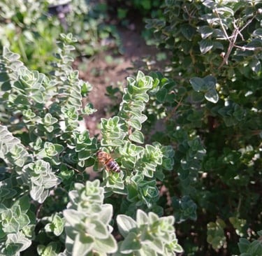 a bee on a greek oregano plant