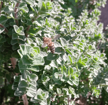 a bee on an oregano plant 2