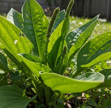 broadleaf plantain in the summer sun