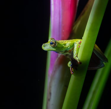 grenouille verte costa rica