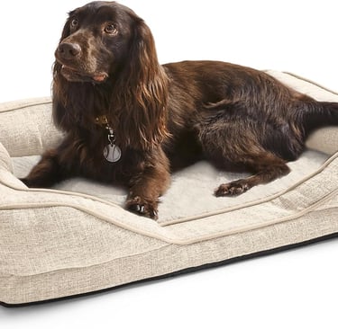 Dog relaxing in bed