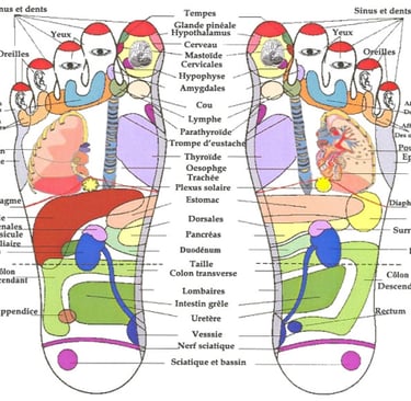Carte schéma en réflexologie plantaire