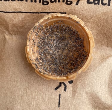 Trichogramma Schlupfwespen in einer Dosierkugel
