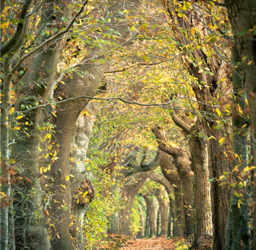 Sentier forestier doré formant une arche naturelle, symbole de transformation intérieure et d’harmonie nature chez Ecl'OSons