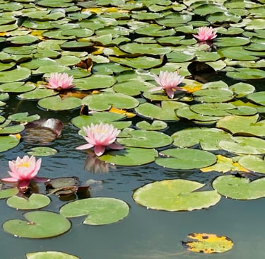 Eau calme et fleurs roses ; cultiver la présence pour clarifier ses choix et faire éclore son potentie
