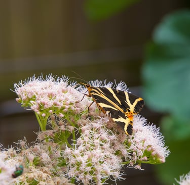 Jersey Tiger Euplagia quadripunctaria visiting hemp agrimony