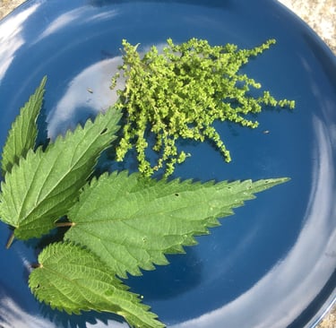 Brennnesseln auf dem Teller. Digitale Unterstützung zur Einbeziehung in den Speiseplan