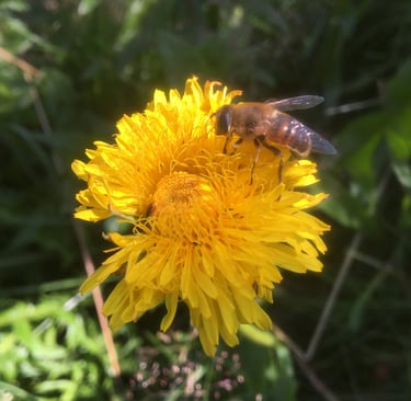 Löwenzahn Rezepte Detox im Frühling
