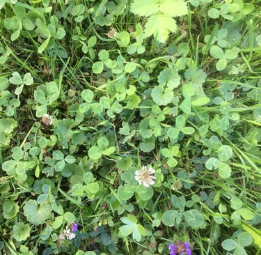 Essbares Unkraut im Garten