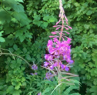 Weidenröschen Essbare Pflanzen des bayerischen Waldes
