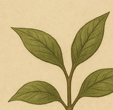 Mustard Seed Plant