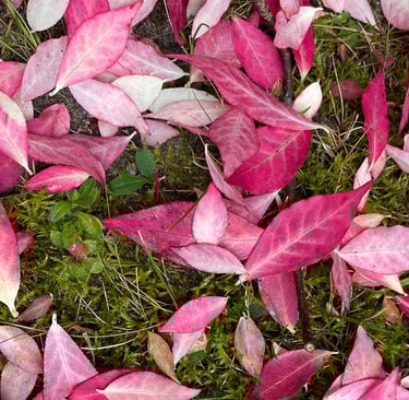 rosa blätter auf wiesenboden