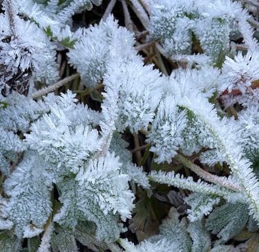 a plant with frost covered leaves