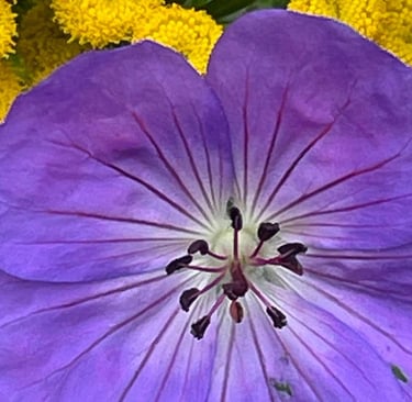 a purple flower with yellow flowers in the background