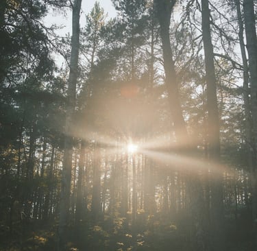 light beams peak through forest trees