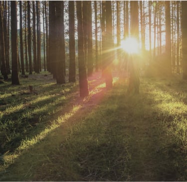 collage of images to represent "well-being"