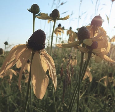 closeup of sunflowers in a field
