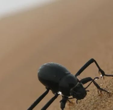 Escarabajo del desierto recolectando agua