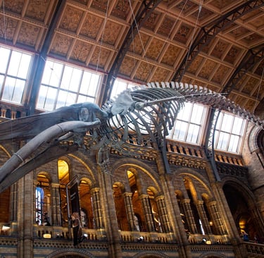museum of london, giant animal skeleton