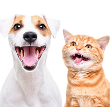 TKEL veterinario a domicilio en Espartinas Sanlúcar umbrete olivares salteras valencina de la concepción tomares Gines Borm